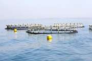 افتتاح بزرگترین مزرعه پرورش «ماهی در دریا» در خاورمیانه با حضور رئیس مجلس 